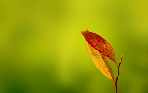 481249 (a): :2560x1600